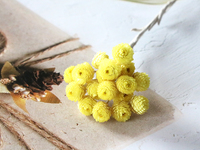 Bunga Kering Helichrysum Italicum Alami Berkualitas Tinggi 100g/Paket, Buket Paskah dengan Bunga Krisan