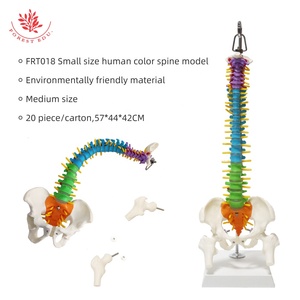 Modelo de columna vertebral humana de tamaño mediano FRT018 con pelvis, fémur, modelo de esqueleto de columna vertebral, modelo de columna vertebral de Color colgante Vertical - Product Image 2