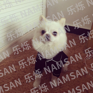 Abrigo para Perro NAMSAN, Negro, de Algodón, Clásico y Elegante, Ropa para Perros para Todas las Estaciones - Product Image 3