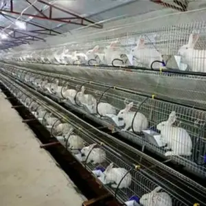 Pabrik laris broiler baterai otomatis penuh kandang ayam hidup untuk transportasi untuk dijual kandang kelinci mewah di grosir