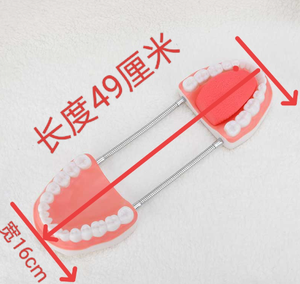 รูปแบบการสาธิตการแปรงฟันสำหรับโมเดลการดูแลสุขภาพช่องปากเด็ก - Product Image 2