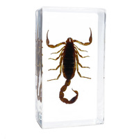 Spécimens d'insectes réels en résine, taxidermie d'insectes préservés pour l'enseignement de la biologie et l'apprentissage des sciences de la nature