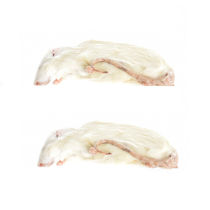 Dehydrated <b>Rat</b> Feeder Export Compliant For Hawk Owl Falcon And Python Boa Diet - Product Image 1