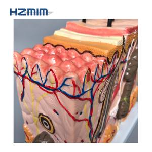 Modèle de <span class=keywords><strong>squelette</strong></span> humain HZMIM pour l'enseignement de la médecine et de l'anatomie, agrandi 50 fois avec cheveux - Product Image 3