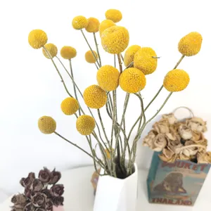 Оптовая продажа декоративные цветы краспедия сушеные котелок мяч кнопки для цветы композиция