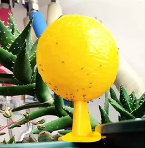 Piège à mouches des fruits petit insecte volant <span class=keywords><strong>tuer</strong></span> enlèvement intérieur moustique Buster cuisine <span class=keywords><strong>moucheron</strong></span> légionnaire balle piège mouche en gros - Product Image 1