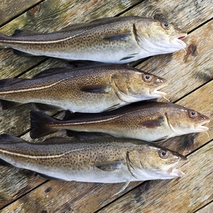 Morue antarctique sauvage entière poisson d'océan congelé IQF attraper la tête nettoyée éviscérée sur la peau de viande blanche sur le bloc de fruits de mer - Product Image 2