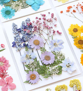 ชุดดอกไม้แห้งอัดสีธรรมชาติหลากสี สำหรับงานเรซิ่น DIY ทำเทียน และงานประดิษฐ์จากพืช - Product Image 2