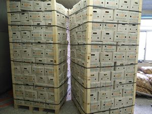 Cây trồng mới không khí trong lành khô gừng không khí khô gừng gốc trung quốc tươi gừng - Product Image 5