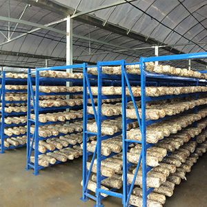 Étagères de culture de champignons en acier au carbone pour les usines et les fermes de production de champignons comestibles - Product Image 4