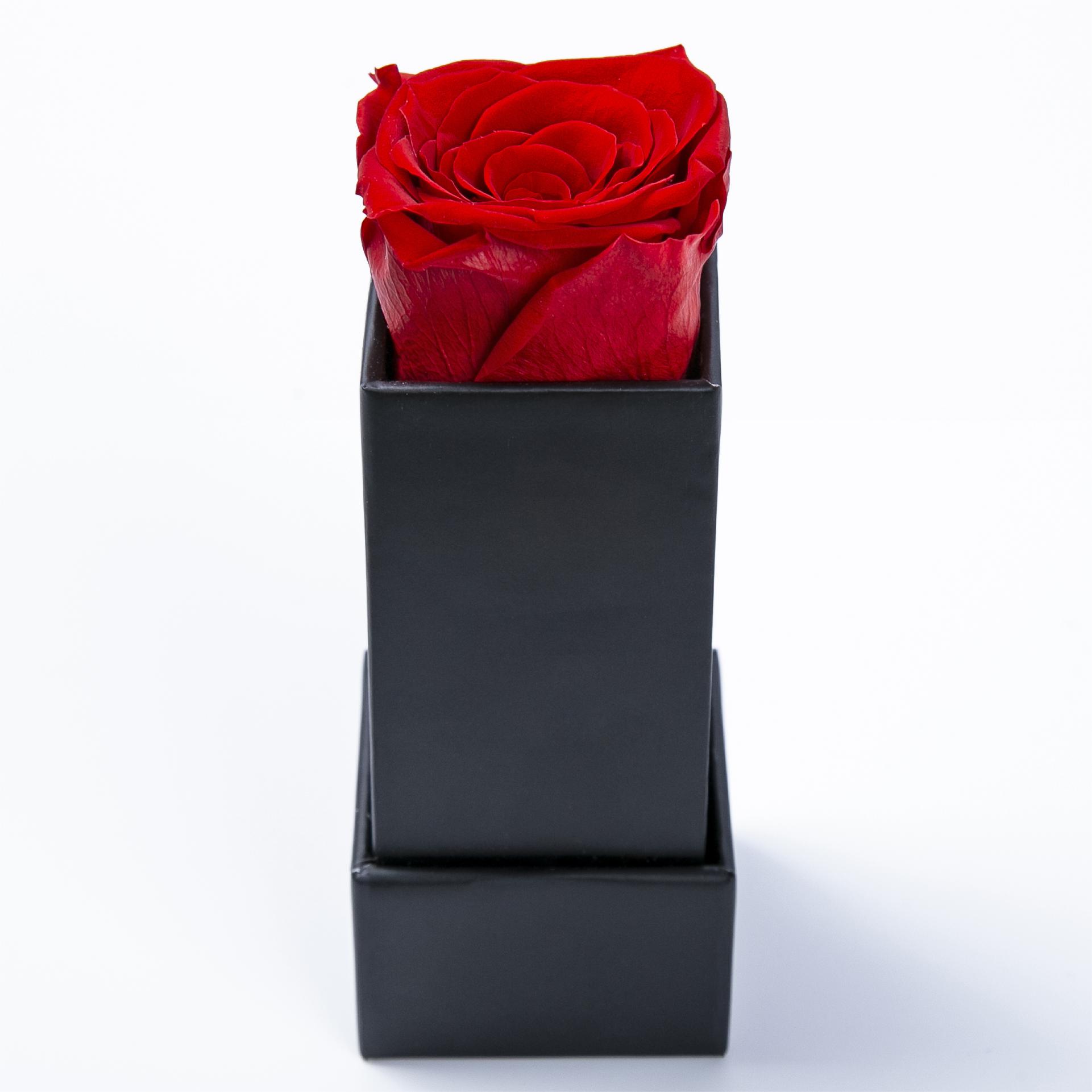 Single Rose