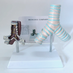 Modelo Comparativo de Tráquea Humana Saludable y Tráquea Dañada por el Tabaco - Product Image 6