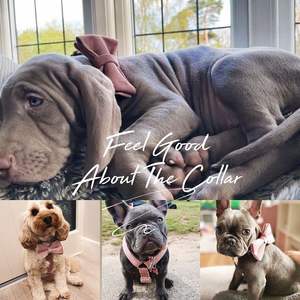 Pajarita de plomo, DustyPink Veet Girl Dog con nombre grabado Hebilla de metal, collar de cachorro y plomo - Product Image 6