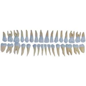 ADA-L1033 Modelo de Dientes de Adulto Sylloge (32 Dientes) 1:100% dientes artificiales en conjunto completo, hay un total de 32 dientes artificiales - Product Image 1