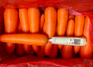 جزر صيني عضوي طازج عالي الجودة من المحصول الجديد للبيع بالجملة - Product Image 3