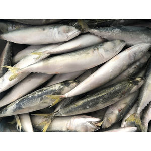 Exportador de Pescado Atún del Pacífico Fresco y Congelado Orgánico de China, Fabricante de Pescado Atún Congelado - Product Image 4