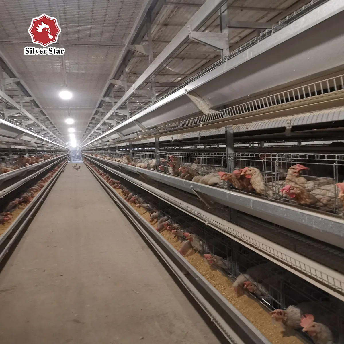 सिल्वर स्टार फिलीपींस में बिक्री के लिए स्वत: चिकन परत पिंजरे