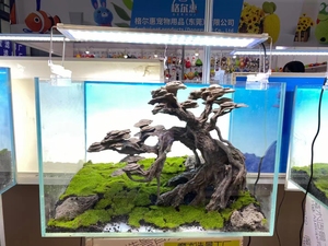 ベトナム装飾流木盆栽水族館流木品質製品水族館生きている植物 - Product Image 5