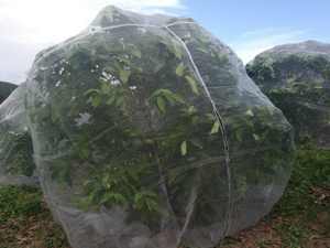 Filet anti-insectes pour une utilisation de 5 ans, filet anti-insectes, filet de protection pour les arbres fruitiers, les <span class=keywords><strong>agrumes</strong></span>, les pépinières - Product Image 2