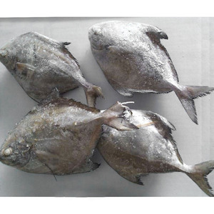 Poisson congelé, poisson pomfret noir en vente, pomfret noir et blanc, prix bas, exportation de poisson - Product Image 6