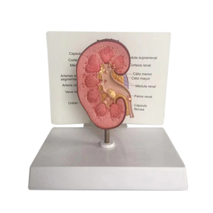 Modelo anatómico de riñón humano médico, modelo educativo de estructura de glándula suprarrenal de plástico para enseñanza - Product Image 1