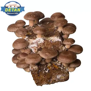 Detan Shiitake अंडे के साथ उच्च तापमान नसबंदी मशरूम खेत