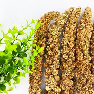 Vente en gros de 8-12 pouces de pulvérisation de <span class=keywords><strong>millet</strong></span> rouge alimentation des <span class=keywords><strong>oiseaux</strong></span> de haute qualité vente chaude à bas prix catégorie de produits d'alimentation pour animaux - Product Image 4