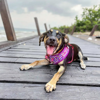 Harnais pour chien à motif personnalisé, gilet doux pour animaux de compagnie, usine OEM, harnais de promenade réglable, fournisseur de harnais pour petits chiots sous marque privée