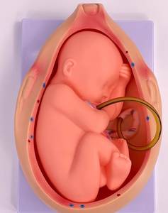 แบบจำลองกระบวน<span class=keywords><strong>การ</strong></span>พัฒนาของ<span class=keywords><strong>ทารก</strong></span><span class=keywords><strong>ใน</strong></span><span class=keywords><strong>ครรภ์</strong></span>ขนาดเท่าจริง แบบจำลองทางกายวิภาคทาง<span class=keywords><strong>การ</strong></span>แพทย์ สำหรับ<span class=keywords><strong>การ</strong></span>สอนการพัฒนาของตัวอ่อนในช่วงตั้งครรภ์ พร้อมอุปกรณ์ 10 ชิ้น - Product Image 3