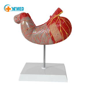 Modello Anatomico <span class=keywords><strong>del</strong></span> Stomaco Umano Ingrandito 1,5 Volte per lo Studio della Digestione in <span class=keywords><strong>Scienze</strong></span> Mediche - Product Image 1