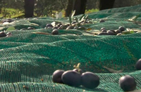 Groene Plantage Fruitverzamelingsnetten, op maat te maken, voor landbouwnetten voor walnoten, olijven en kastanjes.