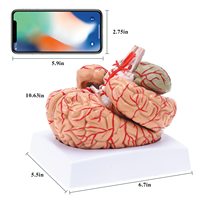 Modelo Anatómico del Cerebro con 9 Partes, Suministro de Fábrica China, Herramienta de Enseñanza de Ciencias Médicas para Entrenamiento Cerebral, CE/ISO