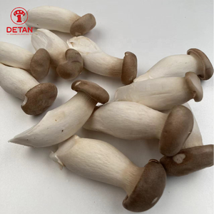 Funghi Freschi Coltivati <span class=keywords><strong>Commestibili</strong></span> della Fabbrica Detan, Eryngii King Oyster - Product Image 3