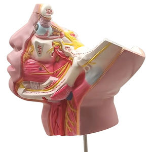 Nervo trigemino e i suoi rami ZM1212 ingrandito - Product Image 5