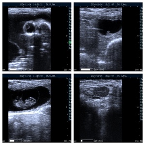 Équipement vétérinaire pour la détection de la gestation des bovins et des ovins, testeur sonar pour chiens, diagnostic par ultrasons, diagnostic animal, propriétés V10 - Product Image 6