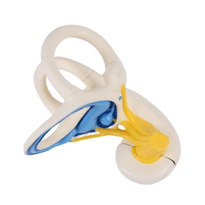 PVC mô hình tai trong mê cung mở rộng tai người giải phẫu mô hình ốc tai bán tròn - Product Image 4