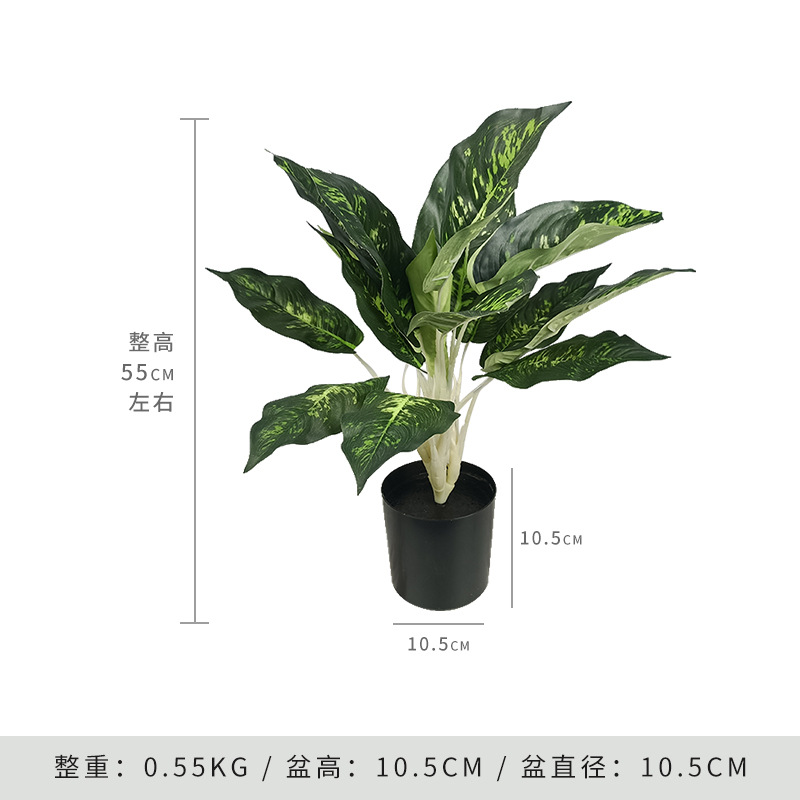 Modèle d'activité feuille de chou 55cm-base noire