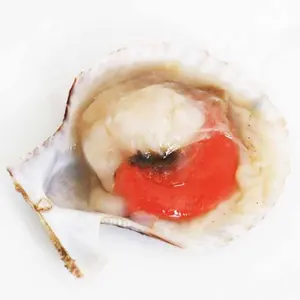 Half Shell Frozen Farreri Scallop