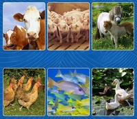 Meilleur Prix Machine à Granulés pour Aliments du Bétail, Machine à Granulés pour Poulets, Distributeur de Granulés pour Cerfs, Moulin à Granulés pour Aliments de Volaille