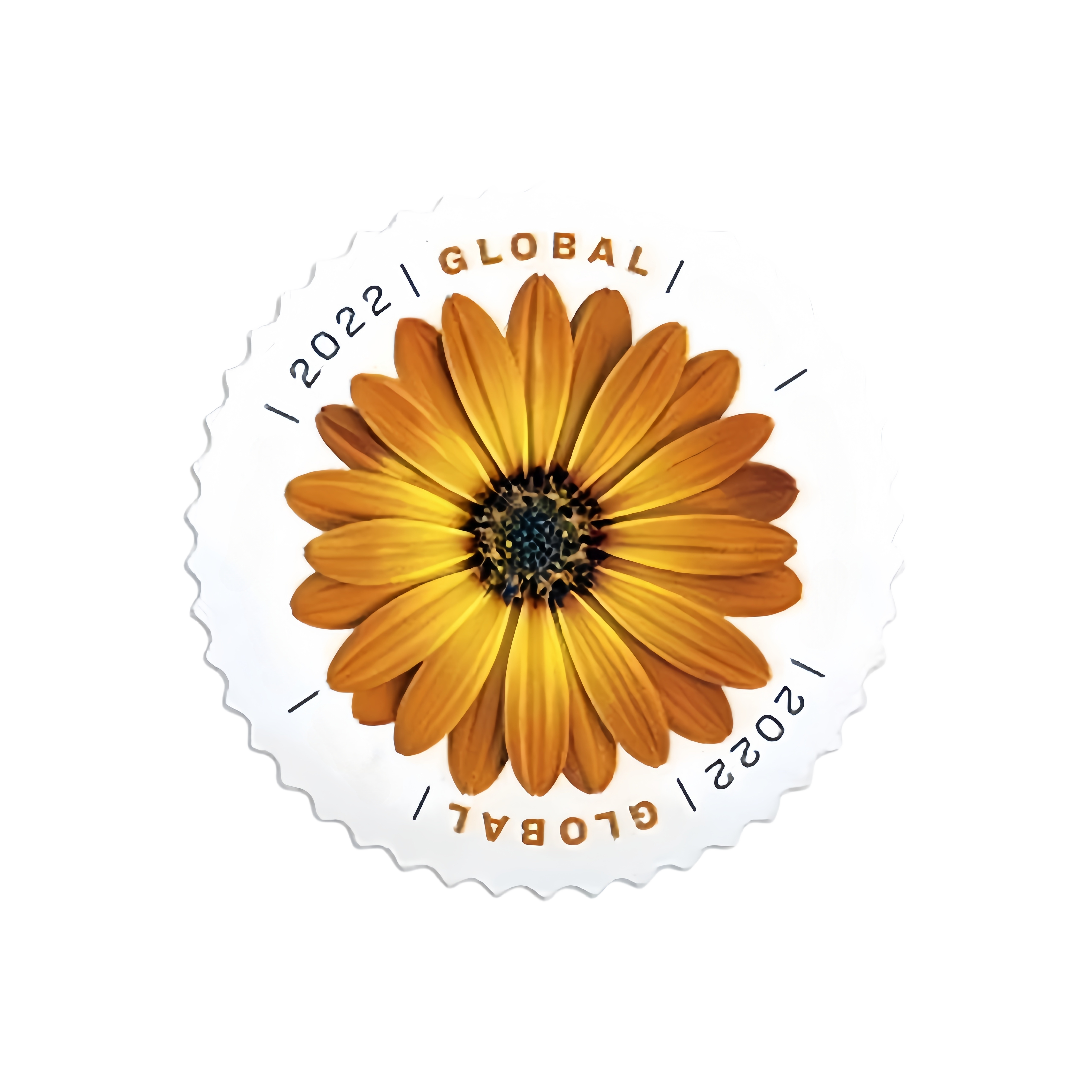 Marguerite africaine 2022 500374-D2-33-22HZJ