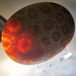 Coral Fósil Natural de Alta Calidad, Cabujón de Formas Variadas, Gema Suelta, Piedra Pulida a Máquina para Joyería y Anillos, Wicca Reiki - Product Image 5
