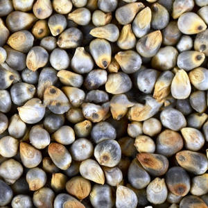 Millet vert de qualité supérieure/Bajra Premium Animal Feed d'Inde pour l'exportation - Product Image 1