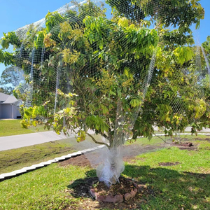 Hoogwaardig groen PE warp gebreid <span class=keywords><strong>anti</strong></span>-vogelnet, eenvoudige montage, op maat gemaakt voor tuinbescherming, fruitbomen en boomgaarden - Product Image 4