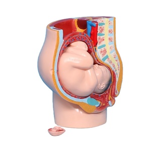 Anatomie du squelette humain, <span class=keywords><strong>grossesse</strong></span> maternelle, développement embryonnaire, utérus, système reproducteur, bassin féminin, fœtus <span class=keywords><strong>de</strong></span> 9 mois, PVC, écoles - Product Image 1
