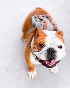 Mochila para Mascotas de Gran Capacidad, Linda y Resistente, para <span class=keywords><strong>Perros</strong></span> Pequeños y Medianos, Bolsa de Viaje para Mascotas, Bolsa para Meriendas Escolares, Capacidad de 10 kg, <span class=keywords><strong>con</strong></span> Cierre - Product Image 5