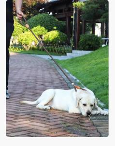 引っ張らないPロープトレーニング犬用リード、爆発防止、厚手、小型犬、中型犬、大型犬用、歩行用、しっかりしたパッド入り、ユニバーサル犬用チェーン - Product Image 5
