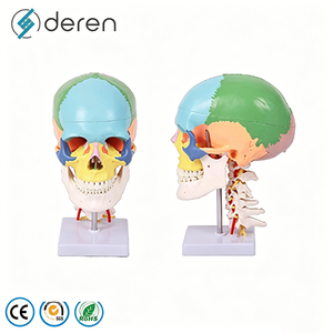 Modelo de <span class=keywords><strong>Cráneo</strong></span> <span class=keywords><strong>Humano</strong></span> Desarticulado con 22 <span class=keywords><strong>Huesos</strong></span> Separados para Entrenamiento Avanzado en Anatomía - Product Image 2