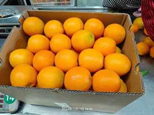 Exportadores de naranjas frescas de Newhall Naranjas frescas/Valencia y Navel <span class=keywords><strong>Naranja</strong></span> fresca/<span class=keywords><strong>Naranja</strong></span> fresca de Valencia - Product Image 4