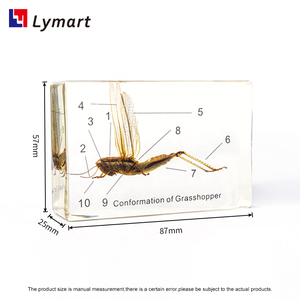 Espécimen de resina transparente langosta saltamontes Acridoidea uloc - Product Image 3