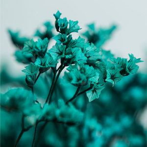 <span class=keywords><strong>Flores</strong></span> preservadas <span class=keywords><strong>con</strong></span> tallos, venta al por mayor, <span class=keywords><strong>flores</strong></span> secas, hierba de cristal eterna, Limonium, <span class=keywords><strong>flores</strong></span> secas para decoración de eventos de boda - Product Image 3